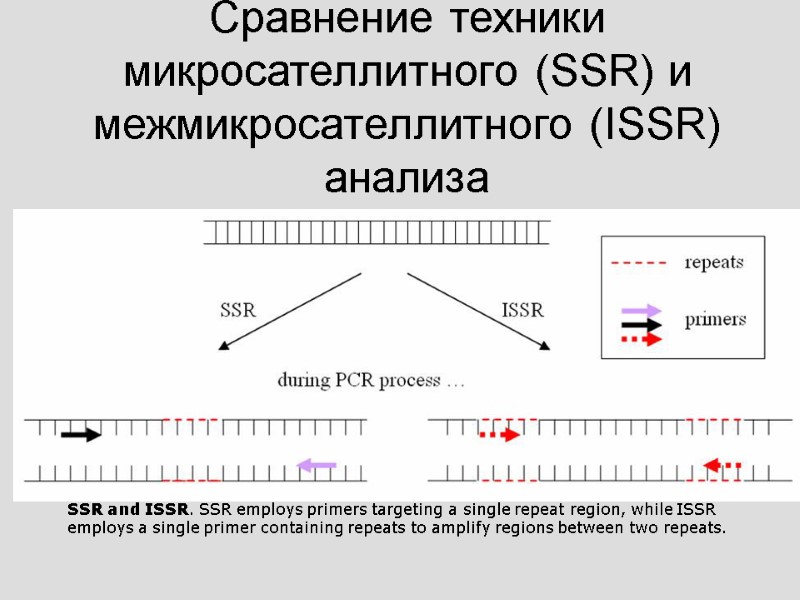 SSR and ISSR. SSR employs primers targeting a single repeat region, while ISSR employs